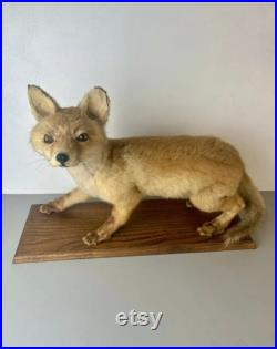 Taxidermie Renardeau.cabinet de Curiosité