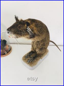 Taxidermie -Splendide Ragondin Européen faisant la pluie 42 cm