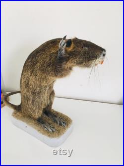 Taxidermie -Splendide Ragondin Européen faisant la pluie 42 cm