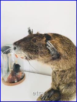 Taxidermie -Splendide Ragondin Européen faisant la pluie 42 cm