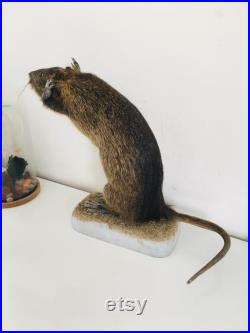 Taxidermie -Splendide Ragondin Européen faisant la pluie 42 cm