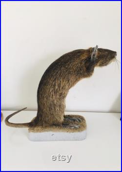 Taxidermie -Splendide Ragondin Européen faisant la pluie 42 cm