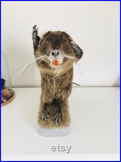 Taxidermie -Splendide Ragondin Européen faisant la pluie 42 cm