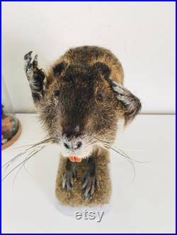 Taxidermie -Splendide Ragondin Européen faisant la pluie 42 cm