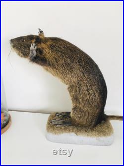 Taxidermie -Splendide Ragondin Européen faisant la pluie 42 cm