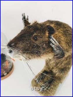 Taxidermie -Splendide Ragondin Européen faisant la pluie 42 cm