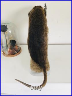 Taxidermie -Splendide Ragondin Européen faisant la pluie 42 cm