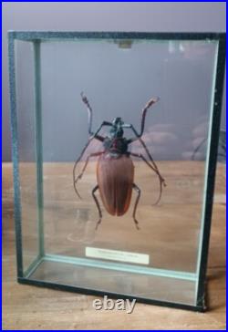 Taxidermie Superbe CTENOSCELIS COEUS, Amazonie, Gigantus