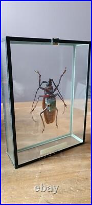 Taxidermie Superbe CTENOSCELIS COEUS, Amazonie, Gigantus