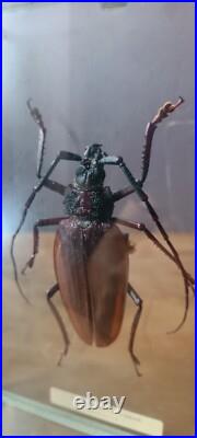Taxidermie Superbe CTENOSCELIS COEUS, Amazonie, Gigantus