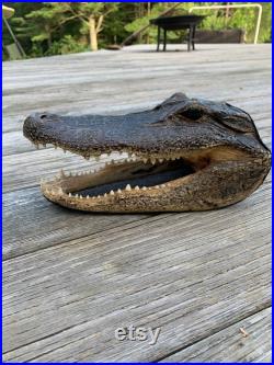 Taxidermie Tête d alligator