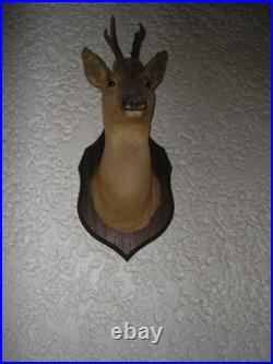 Taxidermie. Tête de chevreuil