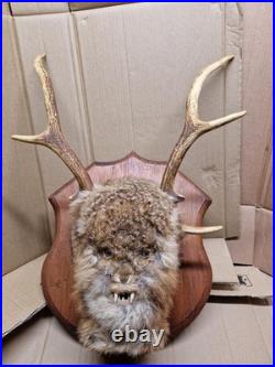 Taxidermie. Tête naturalisée du dernier démon de la vallée de l'Alagnon