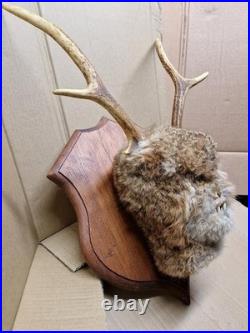 Taxidermie. Tête naturalisée du dernier démon de la vallée de l'Alagnon