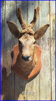 Taxidermie Trophé Tete de Chevreuil