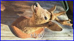 Taxidermie Trophé Tete de Chevreuil