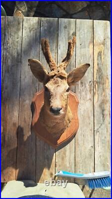 Taxidermie Trophé Tete de Chevreuil