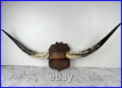 Taxidermie Trophée Corne de Vache Vintage