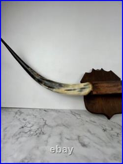 Taxidermie Trophée Corne de Vache Vintage