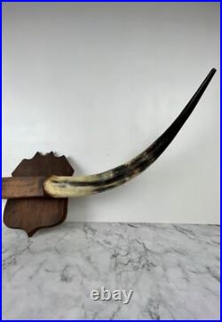 Taxidermie Trophée Corne de Vache Vintage