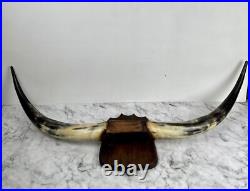 Taxidermie Trophée Corne de Vache Vintage