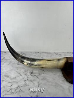 Taxidermie Trophée Corne de Vache Vintage