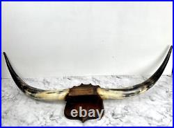 Taxidermie Trophée Corne de Vache Vintage