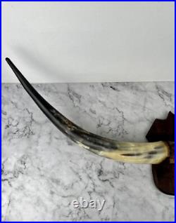 Taxidermie Trophée Corne de Vache Vintage