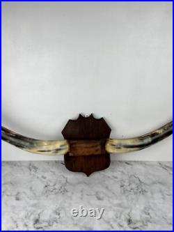 Taxidermie Trophée Corne de Vache Vintage
