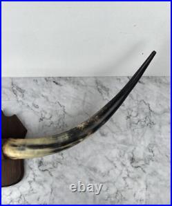 Taxidermie Trophée Corne de Vache Vintage