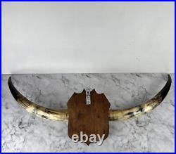 Taxidermie Trophée Corne de Vache Vintage