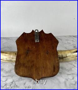 Taxidermie Trophée Corne de Vache Vintage