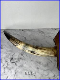 Taxidermie Trophée Corne de Vache Vintage