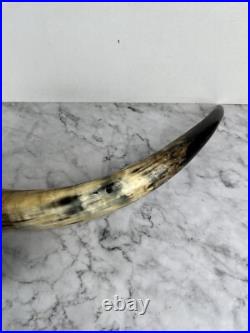 Taxidermie Trophée Corne de Vache Vintage