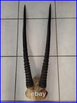 Taxidermie Trophée Oryx