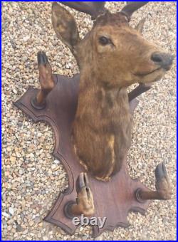Taxidermie Trophée chasse tête de cerf 10 cors 4 pieds servant de porte manteau