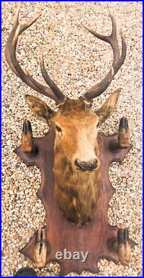 Taxidermie Trophée chasse tête de cerf 10 cors 4 pieds servant de porte manteau
