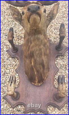 Taxidermie Trophée chasse tête de cerf 10 cors 4 pieds servant de porte manteau