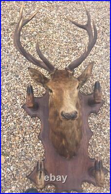 Taxidermie Trophée chasse tête de cerf 10 cors 4 pieds servant de porte manteau