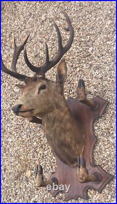 Taxidermie Trophée chasse tête de cerf 10 cors 4 pieds servant de porte manteau