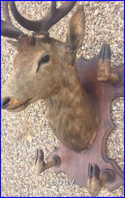 Taxidermie Trophée chasse tête de cerf 10 cors 4 pieds servant de porte manteau