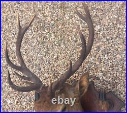 Taxidermie Trophée chasse tête de cerf 10 cors 4 pieds servant de porte manteau