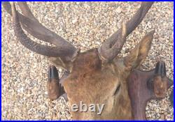 Taxidermie Trophée chasse tête de cerf 10 cors 4 pieds servant de porte manteau