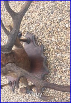 Taxidermie Trophée chasse tête de cerf 10 cors 4 pieds servant de porte manteau