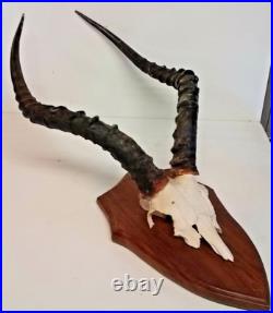 Taxidermie, Trophée de chasse avec crane de sur plaque en chêne