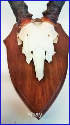 Taxidermie, Trophée de chasse avec crane de sur plaque en chêne