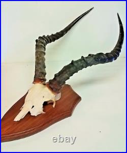 Taxidermie, Trophée de chasse avec crane de sur plaque en chêne