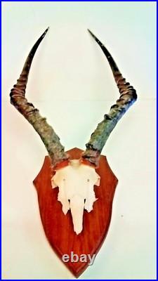 Taxidermie, Trophée de chasse avec crane de sur plaque en chêne Taxidermie, Trophée de chasse avec crane de sur plaque en chêne