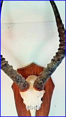 Taxidermie, Trophée de chasse avec crane de sur plaque en chêne