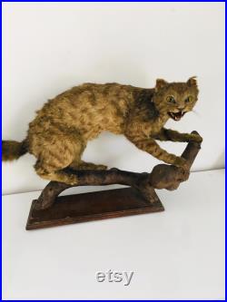 Taxidermie ancienne Cabinet de Curiosité Véritable chat sauvage